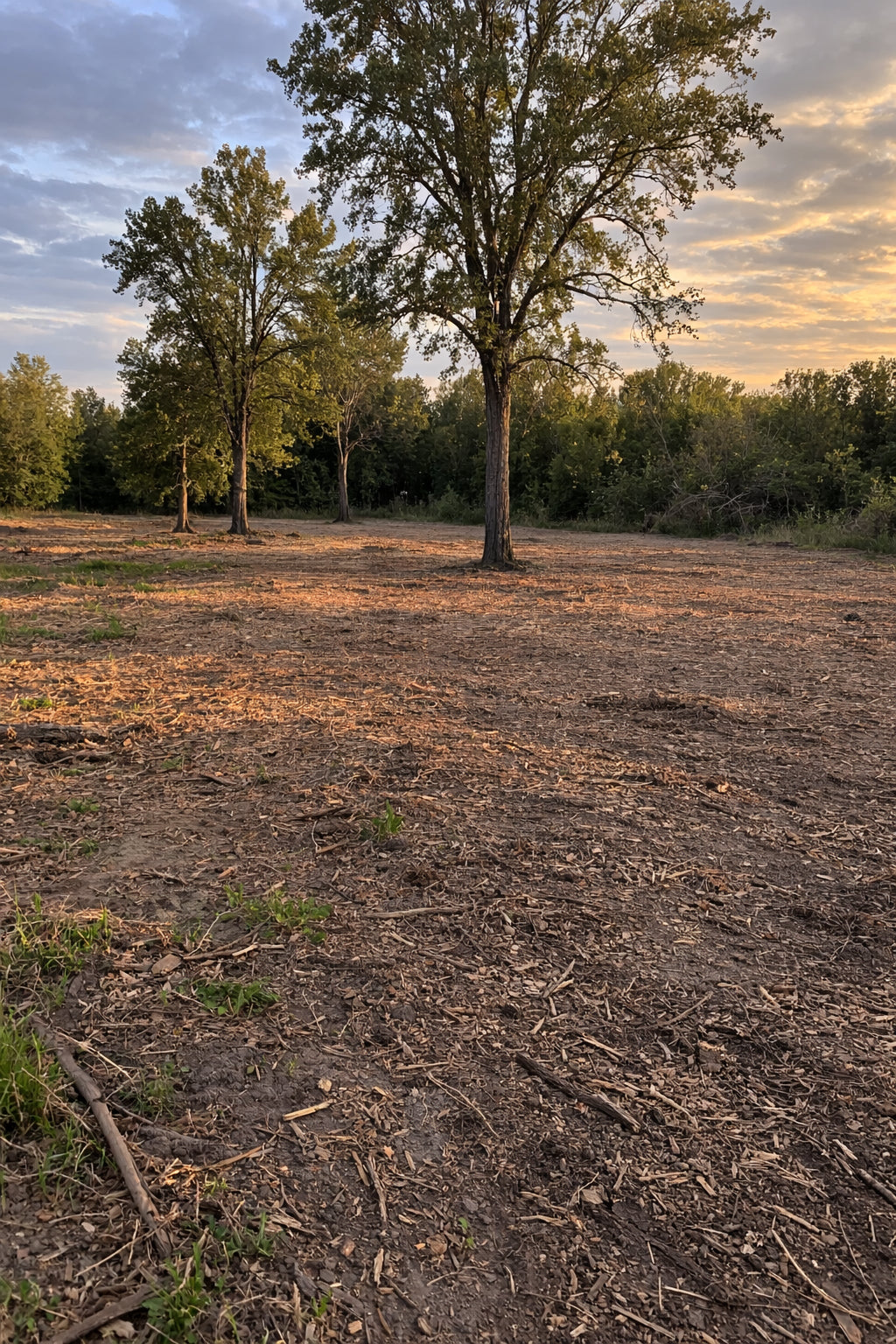 Acreage Reset — Heavy scrub removed from around standing trees. Usable open space where there was none.