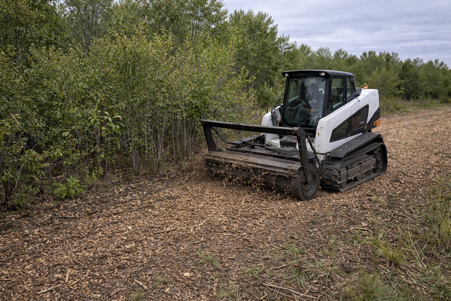 Brush Removal in Progress — Skid steer with mulching head working through poplar scrub. Half done, the difference is already clear.